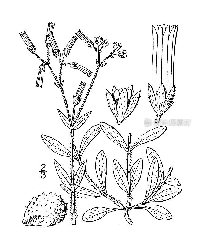 古植物学植物插图:短角Cerastium brachypodum，短柄繁缕